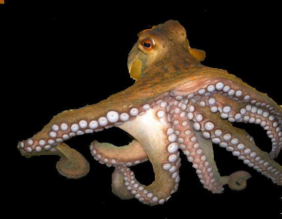 [تصویر:  octopus.jpg]